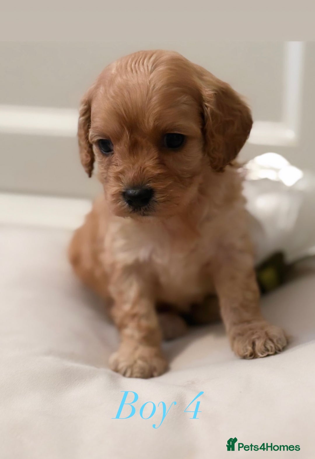 Cavapoo dogs for sale: 8 F1 dna health tested Cavapoos  - Image 17