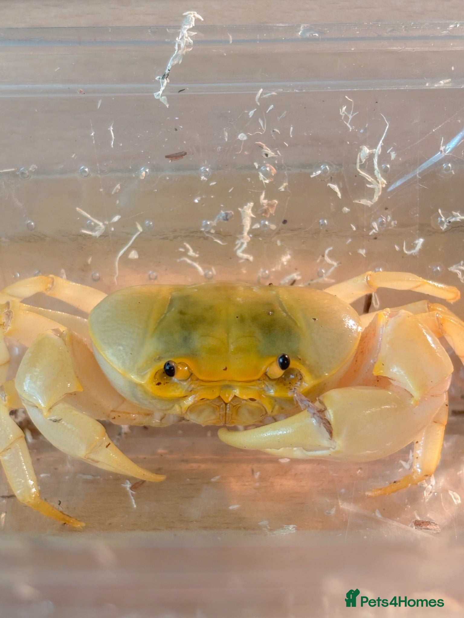 Crabs invertebrates Adult Male Banana Crab  - Advert 6