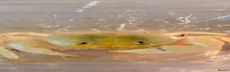 Crabs invertebrates for sale: Adult Male Banana Crab  - Advert 1