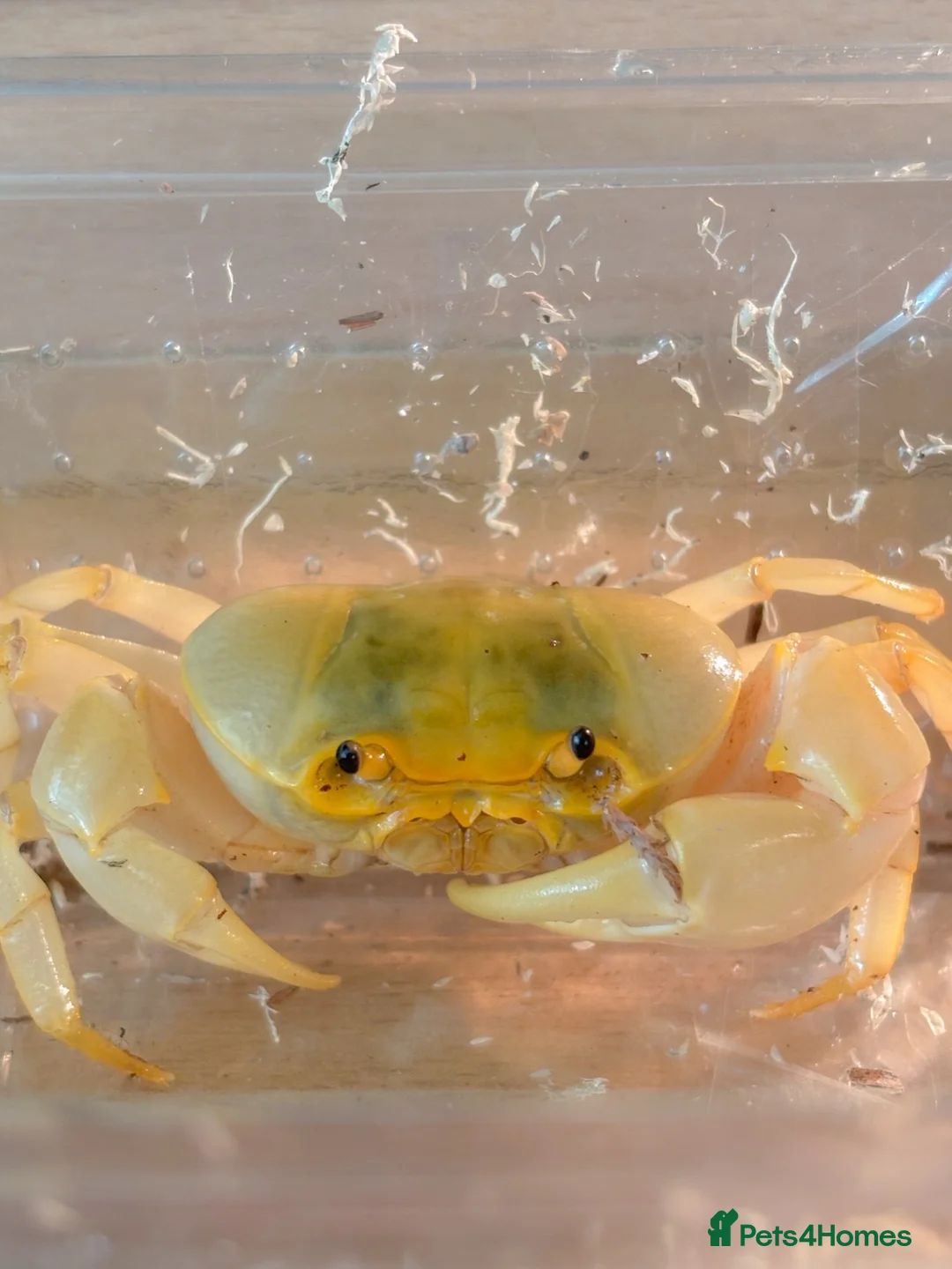 Crabs invertebrates for sale: Adult Male Banana Crab  - Advert 1