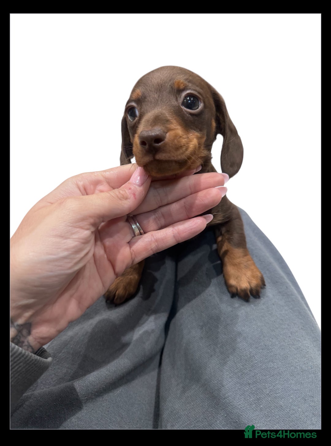 Miniature Dachshund dogs for sale: Stunning miniature sausage pups  - Advert 10
