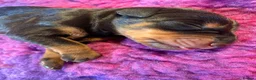 Dobermann dogs for sale: *KC REGISTERED* HEALTH TESTED DOBERMAN PUPPIES* in Rossendale - Advert 9