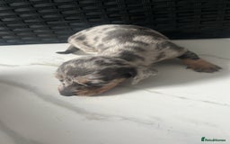 Dachshund dogs for sale: Dashounds  - Image 13