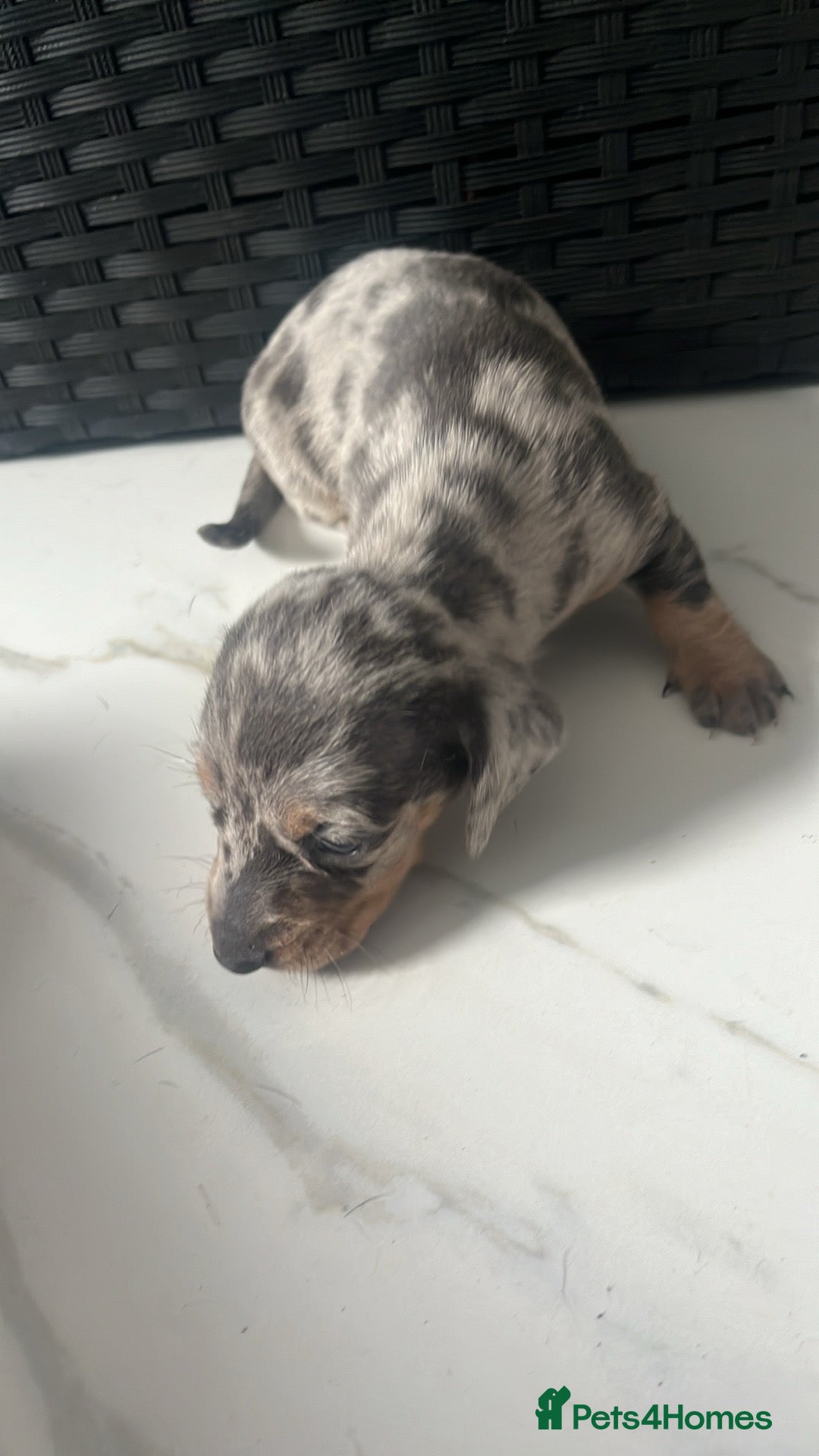 Dachshund dogs for sale: Dashounds  - Image 13