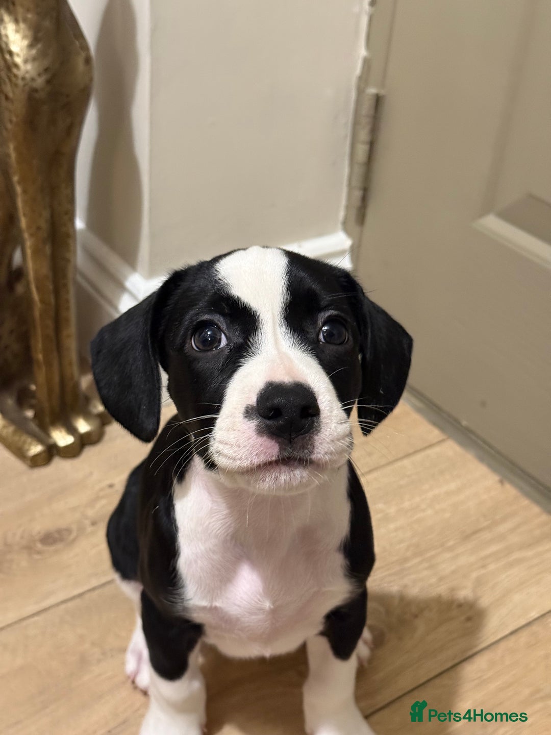 Mixed Breed dogs for sale: Cockerbulls - Advert 2