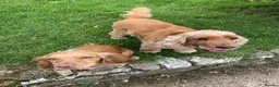 Cocker Spaniel dogs for sale: Cocker spaniel cross show cocker pups in Chard - Advert 2