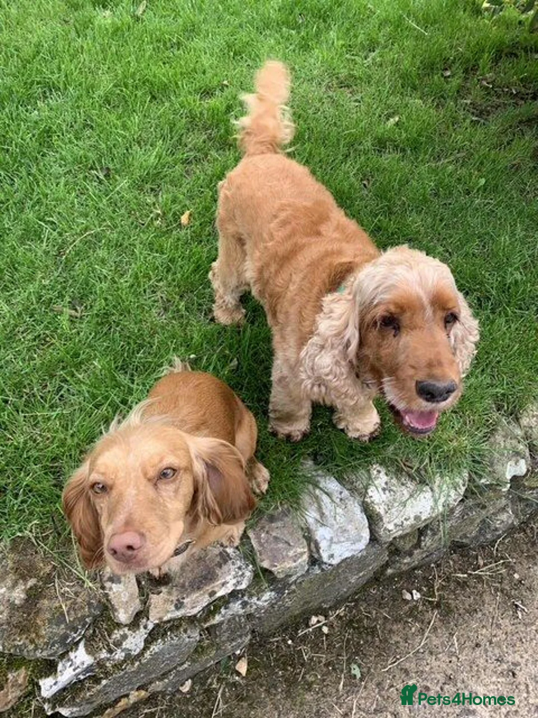 Cocker Spaniel dogs for sale: Cocker spaniel cross show cocker pups in Chard - Advert 2