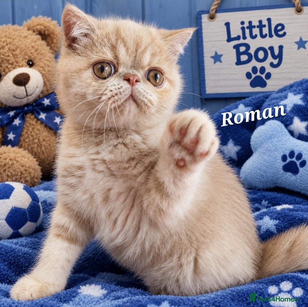 Persian cats Gccf Persian exotic short hair ( Chunky boys ) - Advert 2