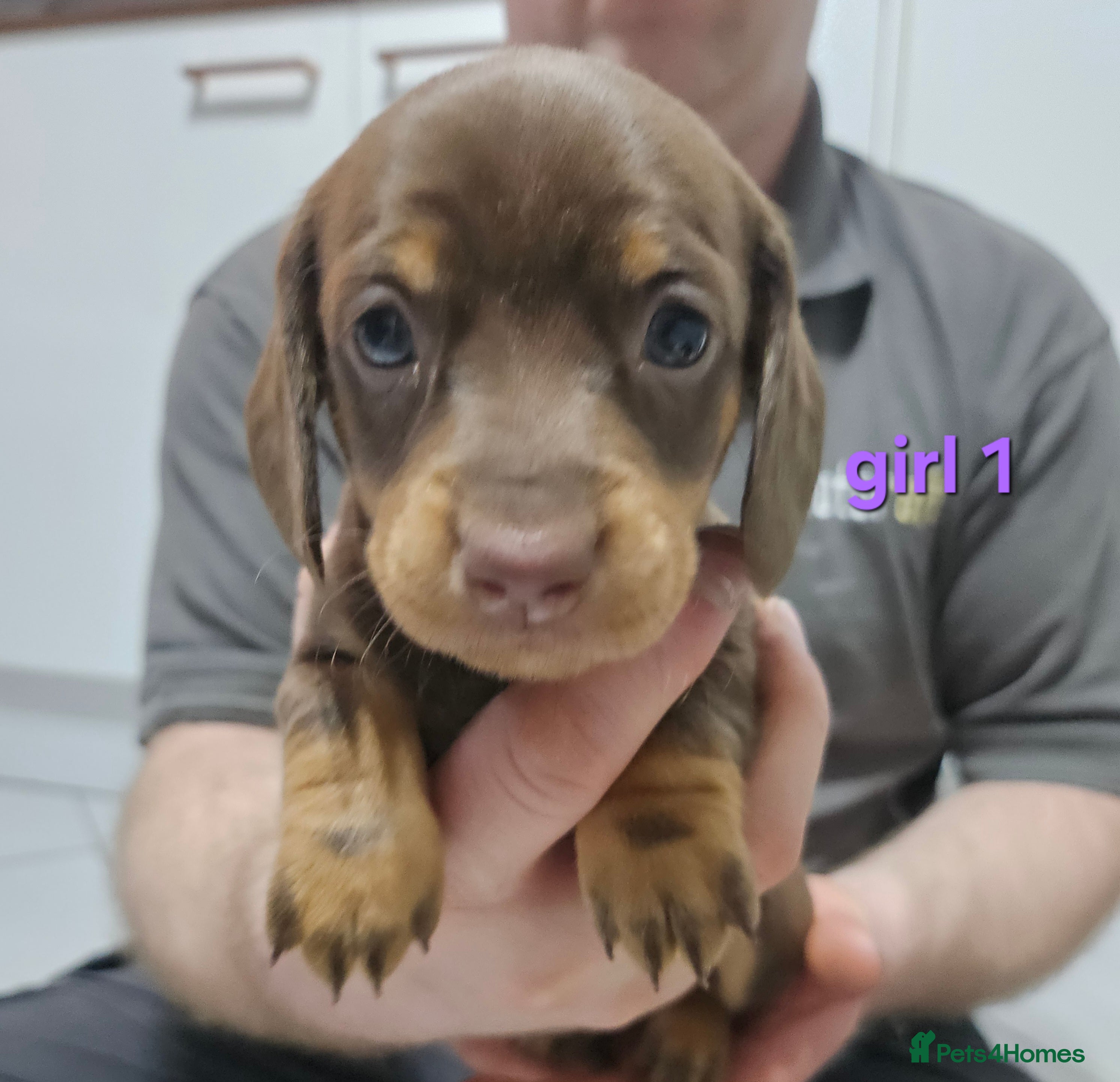 Dachshund dogs Dachshund (sausage dogs) - Advert 19