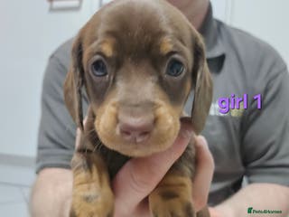 Dachshund dogs Dachshund (sausage dogs) - Advert 12