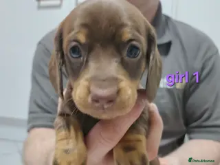 Dachshund dogs Dachshund (sausage dogs) READY NOW - Advert 21
