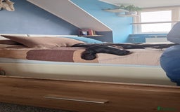 Flat coated Retriever dogs for sale: Beautiful flat coated retriever  - Image 5