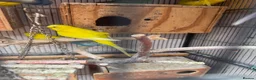 Budgerigars birds for sale: Budgies breeding pair  - Advert 5