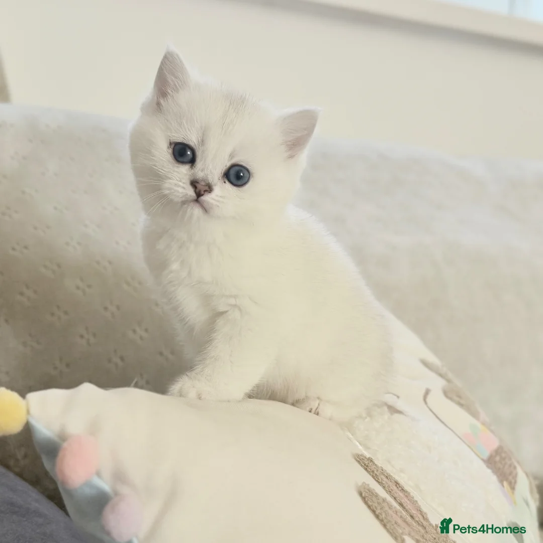 British Shorthair cats for sale: 😻TICA British Shorthair kittens 😻 - Advert 1