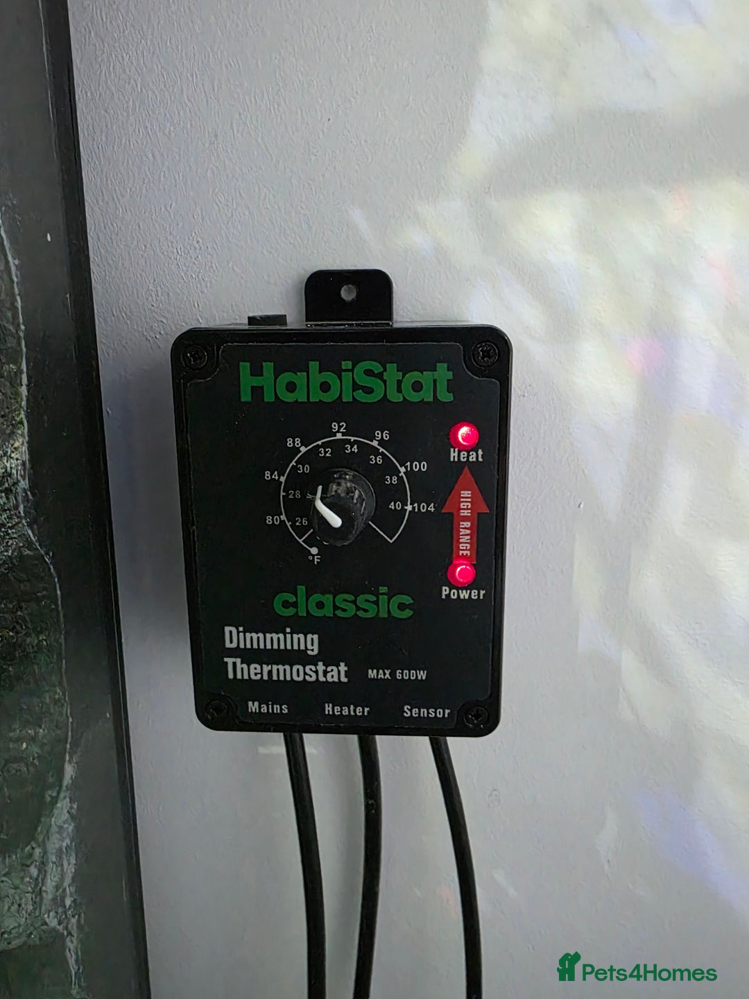 Gecko reptiles for sale: 45x45x90 Exo Terra Terrarium with 2 Crested Geckos - Advert 11