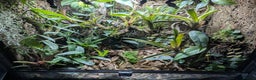 Frog reptiles for sale: Proven Pair of dart frog (Oophaga "Colón") & setup - Advert 2