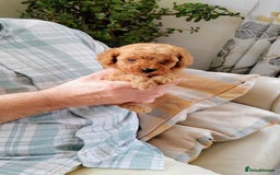 Cavapoo dogs for sale: TOY CAVAPOO DNA TESTED PARENTS AND GRANDPARENTS  - Image 12