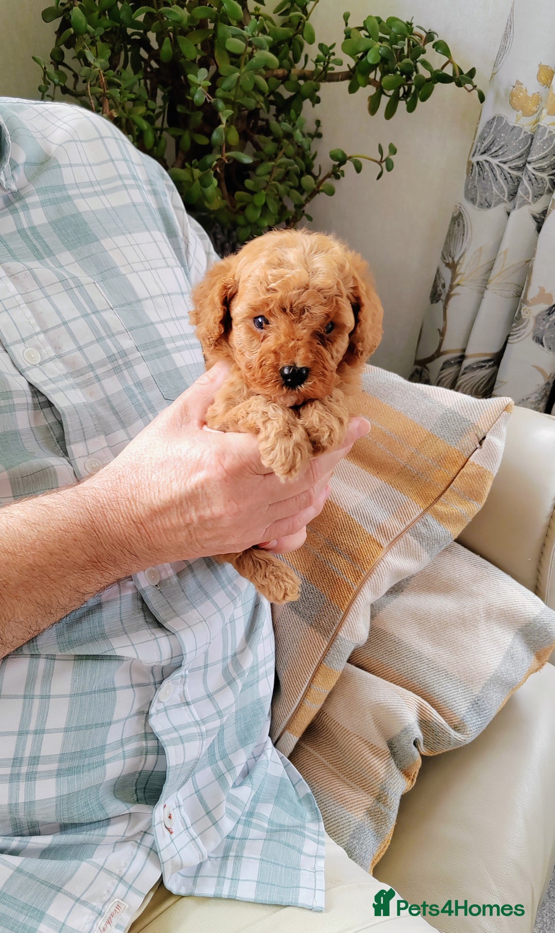 Cavapoo dogs for sale: TOY CAVAPOO DNA TESTED PARENTS AND GRANDPARENTS  - Image 12