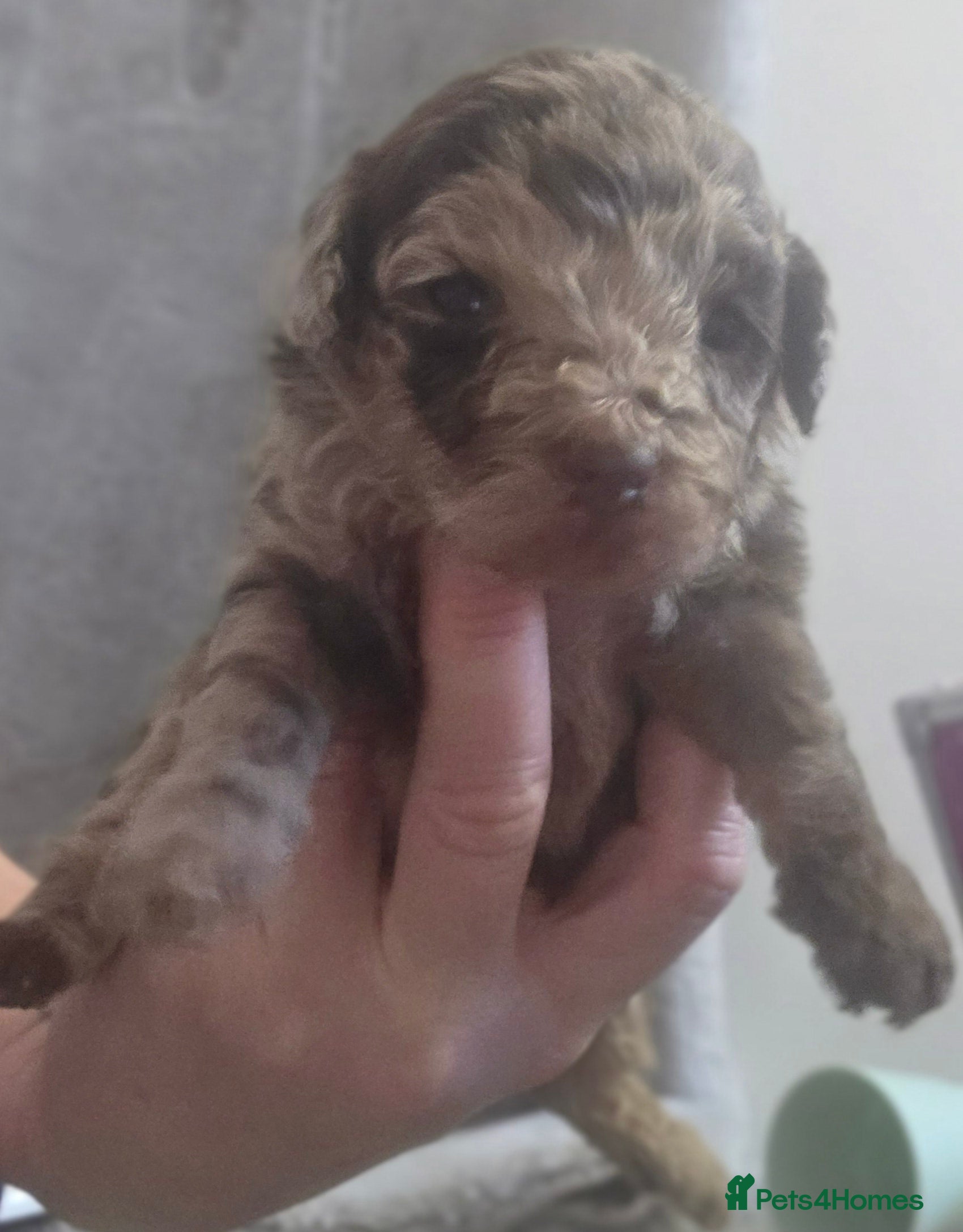 Toy Poodle dogs Gorgeous littler of x ** mall toy poodles  - Advert 6