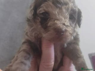 Toy Poodle dogs Gorgeous littler of x ** mall toy poodles - Advert 6