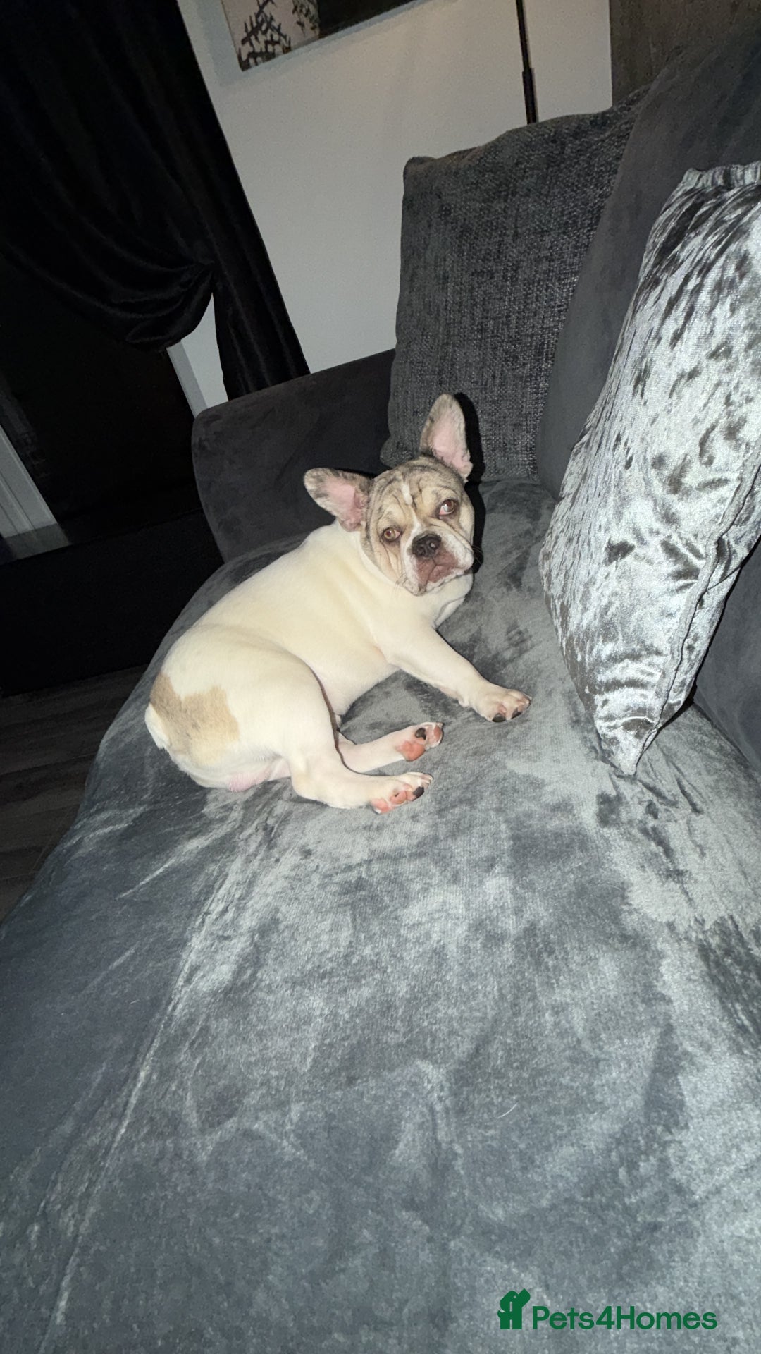 French Bulldog dogs for sale: Male French bulldog - Advert 2