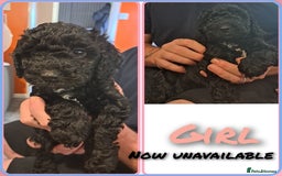 Cockapoo dogs for sale: F2 cockapoo puppies  - Image 31