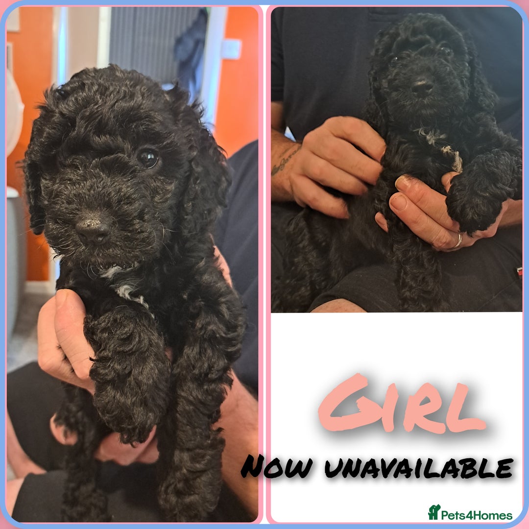 Cockapoo dogs for sale: F2 cockapoo puppies  - Image 31
