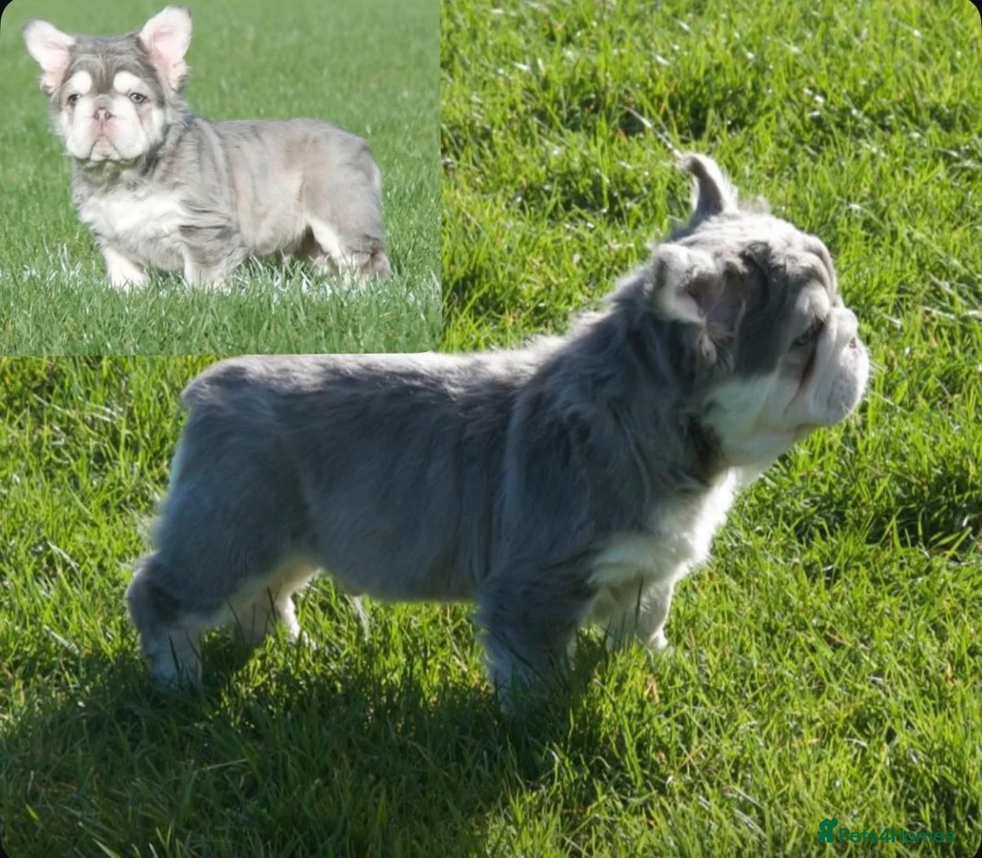 French Bulldog dogs for stud: Lilac tan fluffy EA  **  french bulldog STUD - Advert 3