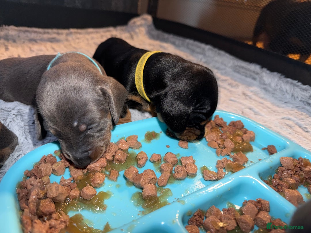 Dachshund dogs for sale: 6 Absolutely stunning dachshund  puppies for sale - Advert 28