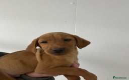 Labrador Retriever dogs for sale: Kc reg. Red lab pups. Ready 26 Oct  - Image 4