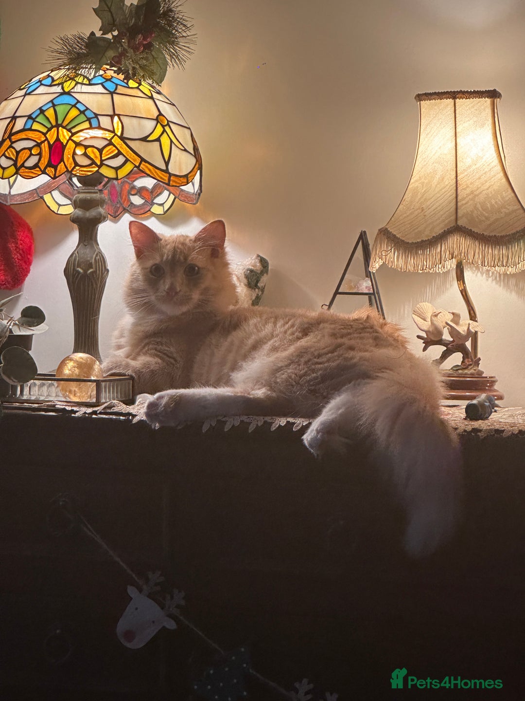 Mixed Breed cats for sale: Special needs cat for rehoming  - Advert 5