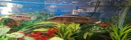 Cichlids fish for sale: Cichlids for sales - Advert 5