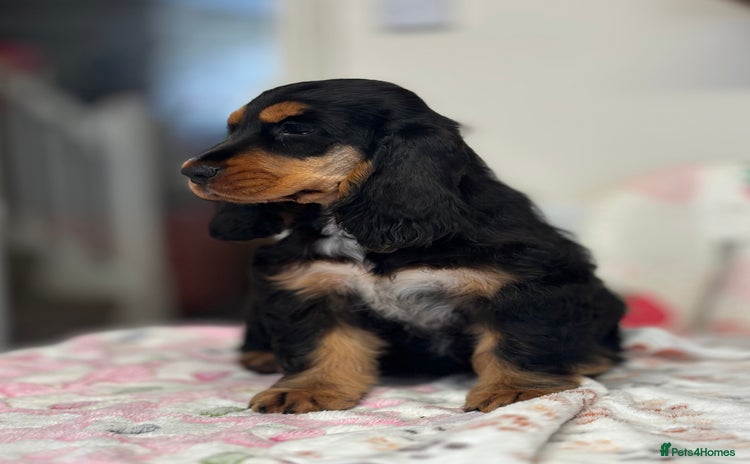 Cocker Spaniel dogs Health tested full show line black / tan girl - Advert 12