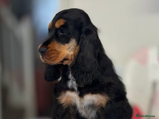 Cocker Spaniel dogs Health tested full show line black / tan girl - Advert 7