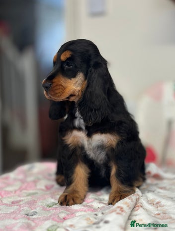 Cocker Spaniel dogs Health tested full show line black / tan girl - Advert 2