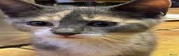 Mixed Breed cats for sale: Kittens For sale mixed Bread - Advert 14