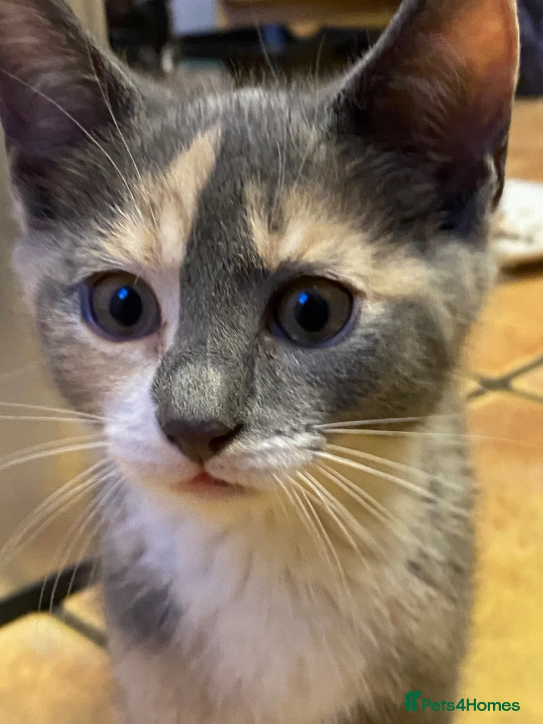Mixed Breed cats for sale: Kittens For sale mixed Bread - Advert 14
