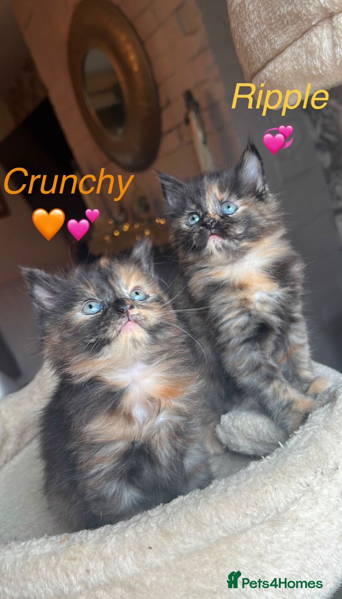 Nebelung cats 💎 Nebelung X PersianxMaincoon 💎 - Advert 2