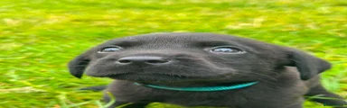 Labrador Retriever 6