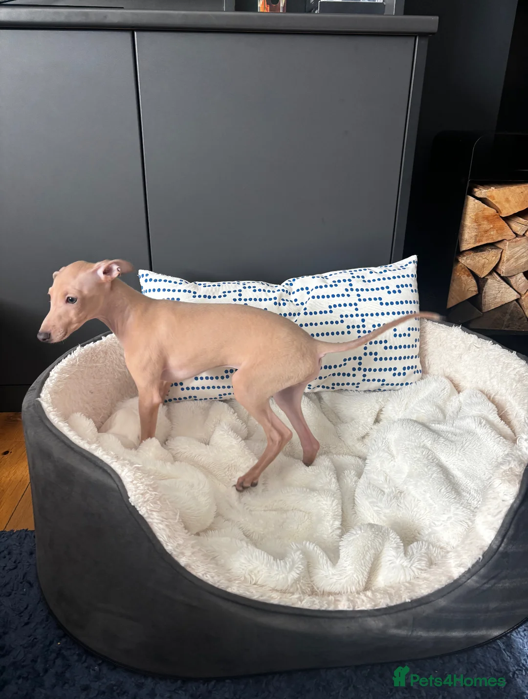 Italian Greyhound dogs for sale: Stunning KC Italian Greyhound Boy Low COI 0.5% - Advert 9
