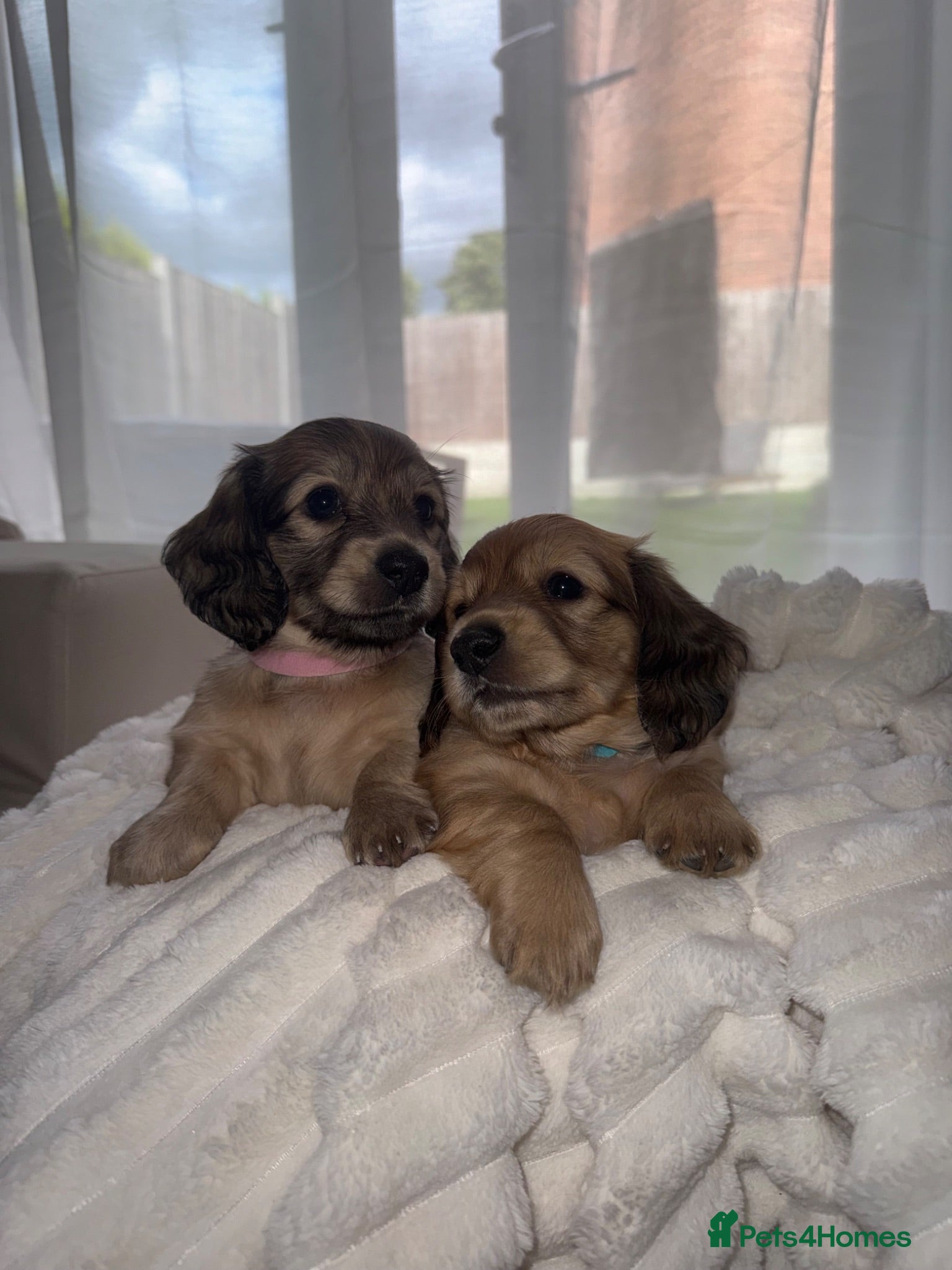 Miniature Dachshund dogs 🐶    KC Miniature Shaded Cream Dachshund Pups  🐶 - Advert 1