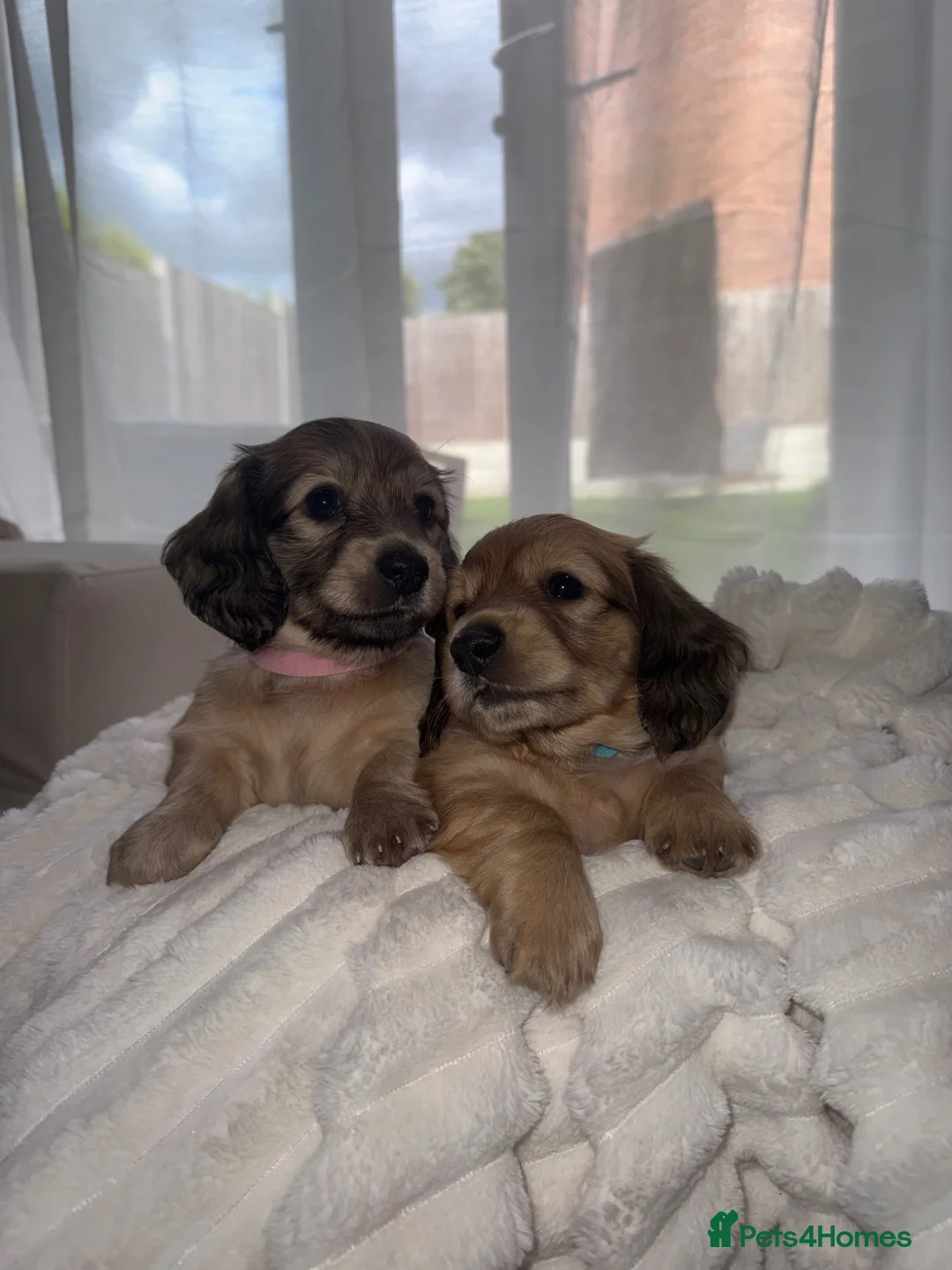 Miniature Dachshund dogs for sale: 🐶    KC Miniature Shaded Cream Dachshund Pups  🐶 in Rotherham - Advert 1