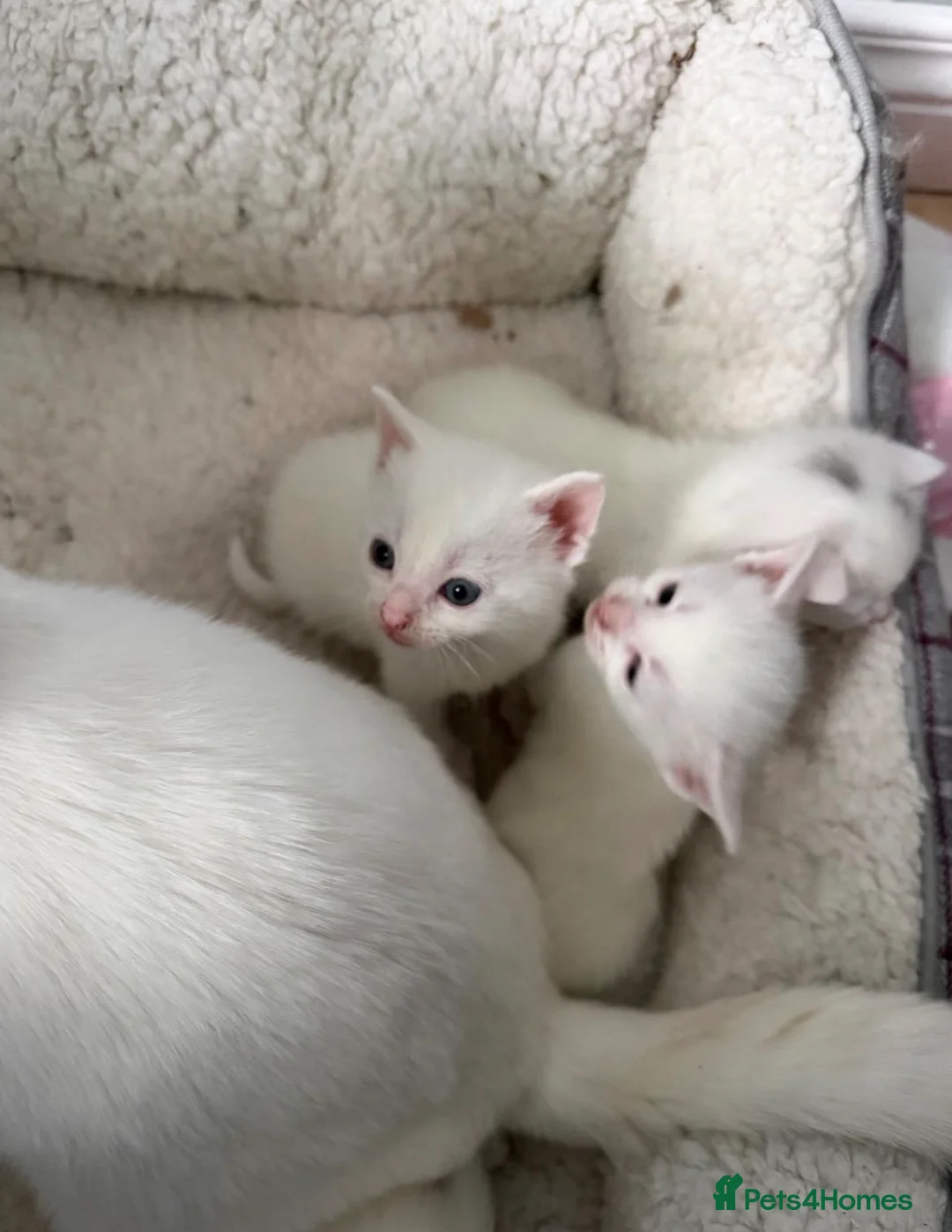 Mixed Breed cats for sale: Male White Kitten  - Advert 4