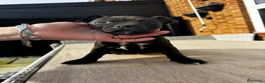 Staffordshire Bull Terrier Puppy 4