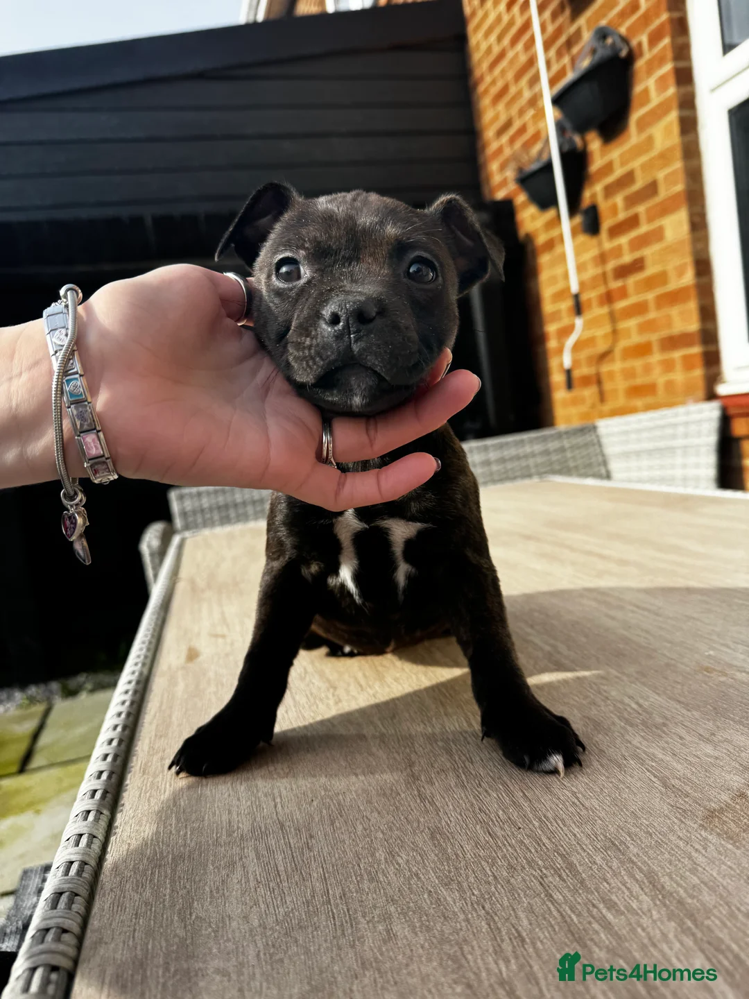 Staffordshire Bull Terrier dogs for sale: Staffordshire bull terrier puppies - Advert 2