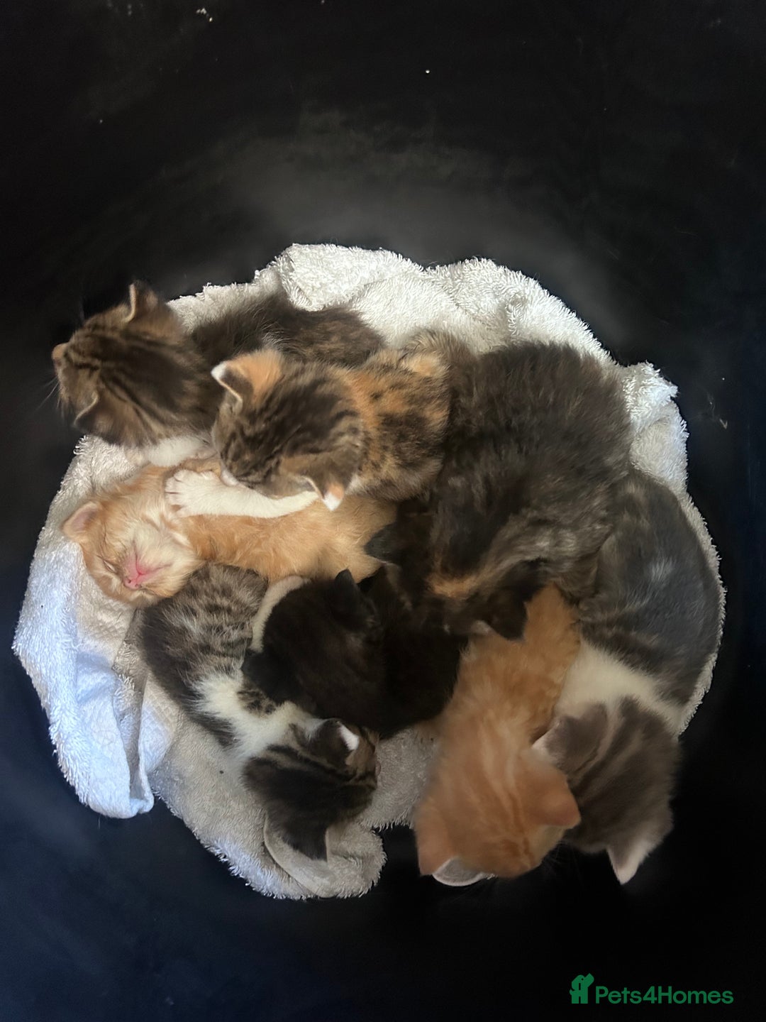 Mixed Breed cats for sale: Beautiful Kittens Available - Image 3