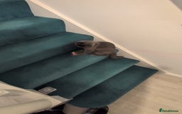 Domestic Shorthair cats for sale: 3 boys, 1 girl kittens  - Image 6