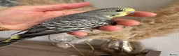 Budgerigars birds for sale: Hand Tame male baby budgies   - Advert 10