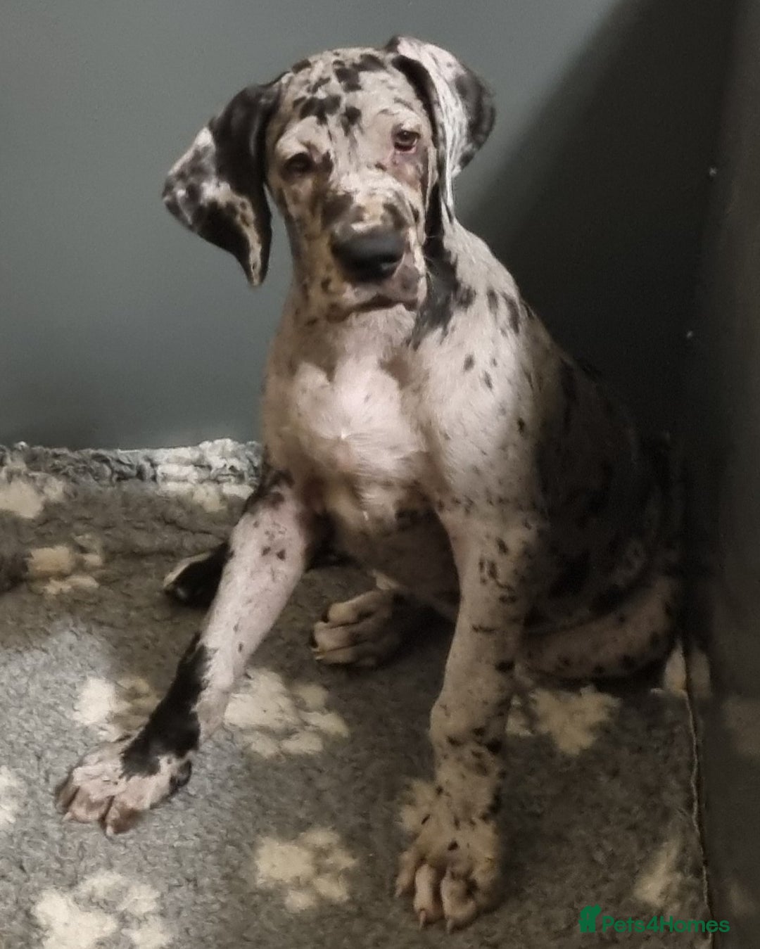 Great Dane dogs for sale: Beautiful girls. KC HEALTH TESTED  - Advert 4