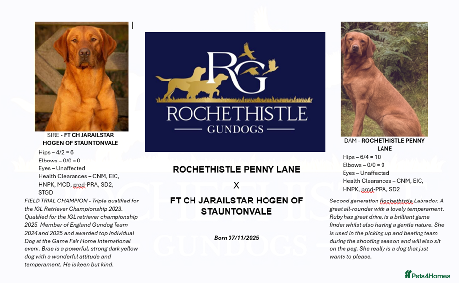 Labrador Retriever dogs Health Tested FTCH Sired Working Labrador Puppies - Advert 17